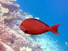 Elongate surgeonfish (Acanthurus mata)