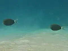 Epaulette surgeonfish (Acanthurus nigricauda)