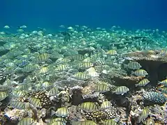 Convict surgeonfish (Acanthurus triostegus)