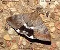 Achaea janata