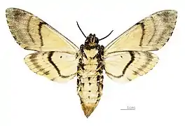 A. s. medusa underside