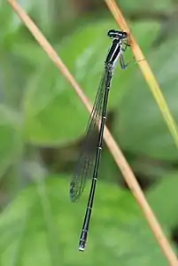 female