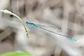 male