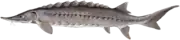 The sturgeon Acipenser oxyrhynchus has a cartilaginous endoskeleton
