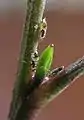 nymphs, note sugars being excreted