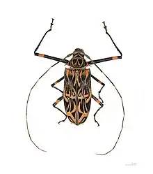 Female