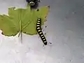 Caterpillar on leaf