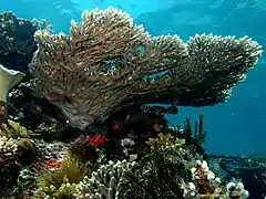 Table coral Acropora latistella