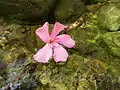 Flower on the river