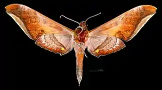 Male ventral