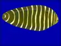 Unicorn sole, Aesopia cornuta
