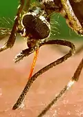 Aedes aegypti
