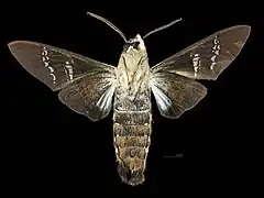 Male ventral