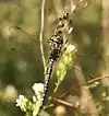 Aeshna juncea