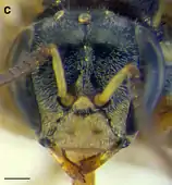 A. essingtoni worker face. Scale bar = 0.25&nbsp;mm
