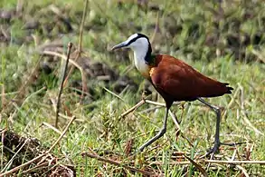 adult, Okavango delta, Botswana