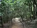 These forests are used recreationally for walking, among other things.