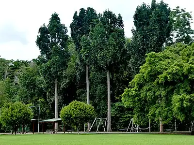 Near Freshawater Ck, Cairns