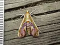 Agathodes ostentalis