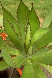 The same plant viewed from above