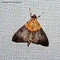 Agrotera basinotata