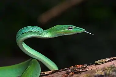 Image 21Ahaetulla prasinaAsian vine snake Ahaetulla prasina. This snake has a wide distribution in Asia. It feeds on small reptiles and amphibians, particularly lizards and tree frogs. Adults may attain 1.8 m (6 feet) in total length, with a tail 0.6 m (2 feet) long. Its appearance is very much like those of South American vine snakes. It is a rear-fanged species and is mildly venomous but is not considered a threat to humans.More selected pictures