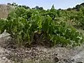 Grapevine of Airen, the most planted vat grape in the world.