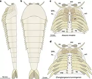 The multisegmented limbs of fuxianhuiid may represent intermediate form between lobopods and modern arthropod appendages.