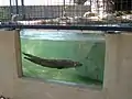 River otter