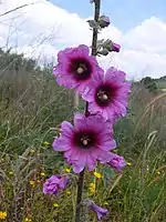 Alcea setosa