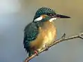 Common kingfisherAlcedo atthis