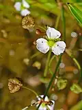 "Alisma plantago-aquatica flowers"
