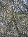 Tree shoots