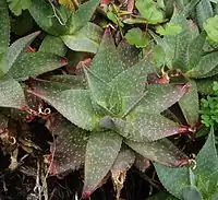 Leaves.