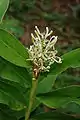 Alpinia galanga