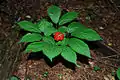 A picture of the American Ginseng plant with fruit.