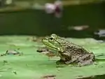 American bullfrog (Rana catesbeiana)