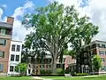 American elm at Dartmouth College in Hanover, New Hampshire (June 2015)
