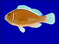 A.&nbsp;perideraion