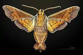 Male underside
