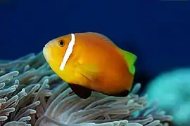 A.&nbsp;nigripes (Maldives anemonefish) showing the distinctive black pelvic & anal fins.