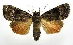 Copper underwingAmphipyra pyramideaAmphipyrinae