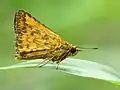 Male