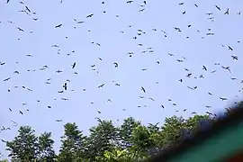 During the migration season; photographed at October end from Pangti, Nagaland, India. Now these birds have safe passage to southern Africa tip.