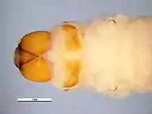 alt = Larva/worm