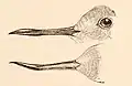 Side and top view of a wrybill's beak