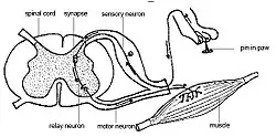 Interneurons present in the grey matter of the spinal cord