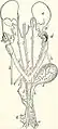 Female genitourinary system