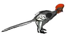 Anchiornis huxleyi