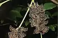 Final instar larvae
